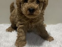 Red renk tarçın renk dişi erkek poodle yavrular
