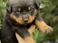 40 günlük koca kafa rottweiler yavrular