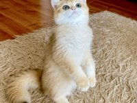 Safkan British Shorthair Golden erkek yavru