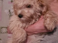 6 ocak doğumlu son erkek MALTİPOO