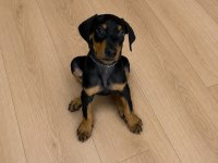 DOBERMAN YAVRU SAĞLIK VE IRK GARANTİLİ
