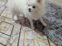 SAHİPLENDİRİLECEK CİNS POMERANİAN KÖPEĞİMİZ