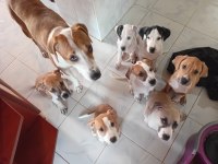 İngiliz pointer köpeğimiz