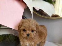 Mini Güzel Maltipoo Bebekler 