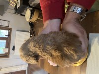 Kore minik poodle bebeğimiz