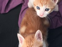 Kedi Yavrusu