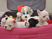 FRENCH BULLDOG YAVRULARI