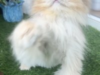 British longhair erkek (kısır)