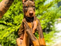A Kalite 45 Günlük 5 Kg Doberman Yavrular Gönderim var