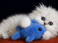 Highland Fold Silver Erkek Scottish Fold