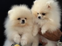 Show kalite tea cup pomeranian yavrularımız