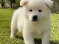Japon Akita Inu Yavrulari İstanbul