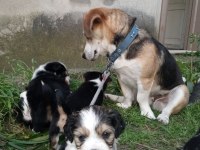 Jack Russell kopeklerim