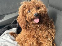 1 yaşında dişi toy poodle