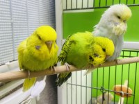Show jumbo muhabbet kuşlar