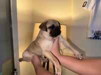 UYGUNA SAFKAN A+ KALİTE PUG MOPS ŞU AN KIZANDA
