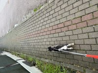 Saf kan husky yavrumuz yeni yuvasını bekliyor