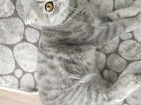 Scottish fold