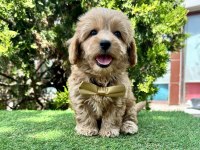 Maltipoo f2b safkan yavrularımız mini boy en küçük boy