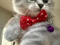 British whiskas 4 aylık