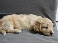 Dişi ve erkek mevcuttur maltipoo