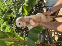 Dünyalar güzeli golden köpekler ruhsatlı bayiden