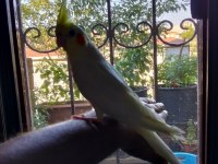 Ele alışık oyun hamuru gibi sultan papağanı