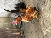 Cüce süs horozlar