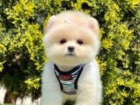 Sevimli Pomeranian Boo Yavrularımız
