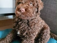 Siyah ve çikolata toy poodle erkek yavrular uygun