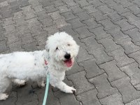 Ücretsiz sahiplendirilecektir terrier