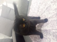 Full evcil tuvalet eğitimli scottish fold siyah kedimiz