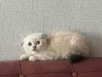 A+++ Kalite British Shorthair Bebeğimiz