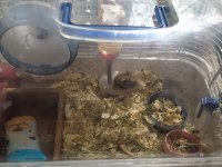 5 aylık erkek hamster