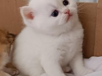 British shorthair red point erkek