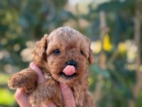 Maltipoo yavru