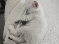 45 günlük british shorthair teslime hazır