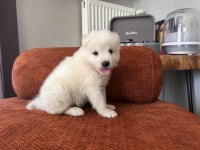 Safkan erkek samoyed yavrumuz