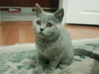 Satılık yavru british shorthair