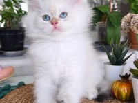 Safkan British Longhair ve Shorthair Show Kalite Yavrular