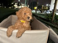 TOY POODLE YAVRULARIMIZ HAZIRDIR