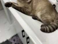 Scottish fold paskalımı sahiplendirmek istiyorum