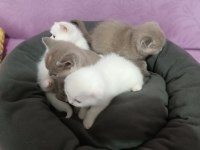 Seceresi Temiz ve Kaliteli Scottish fold yavrular