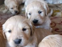 Orjinal Safkan Golden Retriever Bebekler