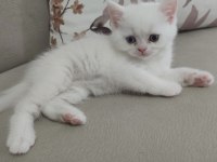 British shorthair dişi yavrum