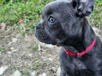 Bakımlı 3.5 Aylık Eğitimli Dişi French Bulldog