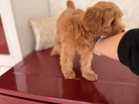 Maltipoo yavru köpeğimiz