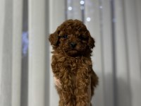 Toy poodle cinsi güzellikler