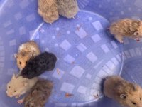 Aynı Gün Adrese Teslim Hamster Yavru ve Setleri