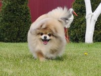 Yetişkin damızlık dişi pomeranian boo